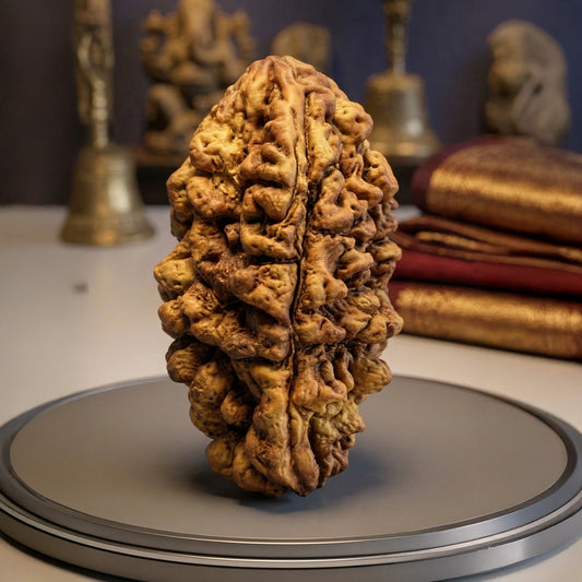 1 Mukhi Rudraksha (Original & Natural)