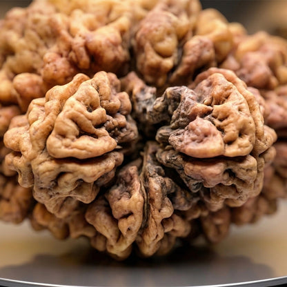 2 Mukhi Rudraksha (Original & Natural)