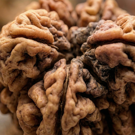 2 Mukhi Rudraksha (Original & Natural)