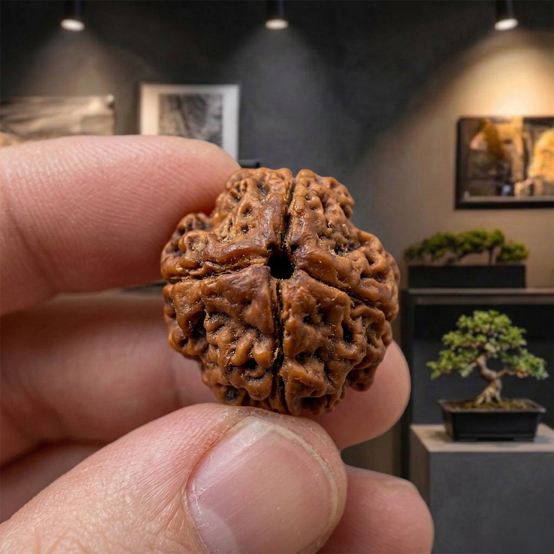 4 Mukhi Rudraksha (Original & Natural)