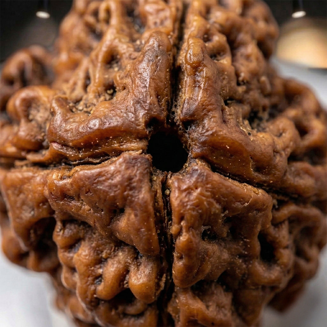 4 Mukhi Rudraksha (Original & Natural)