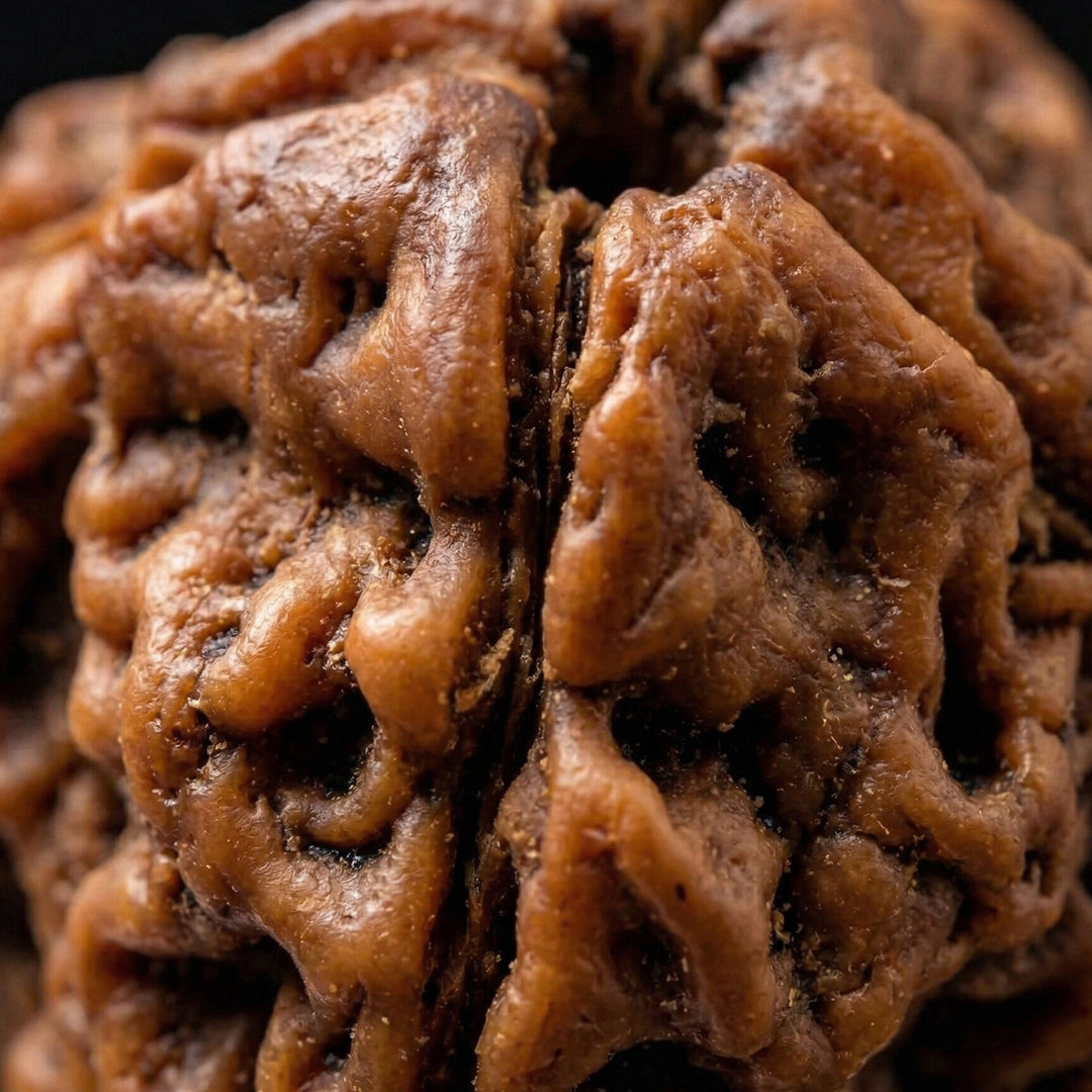 4 Mukhi Rudraksha (Original & Natural)