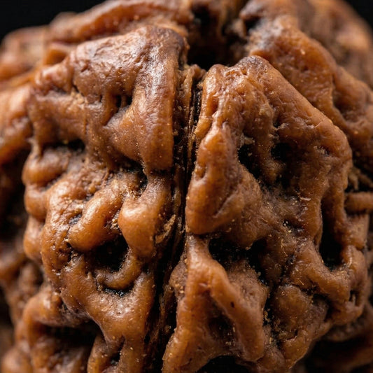 4 Mukhi Rudraksha (Original & Natural)