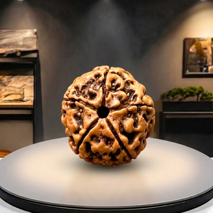 5 Mukhi Rudraksha (Original & Natural)