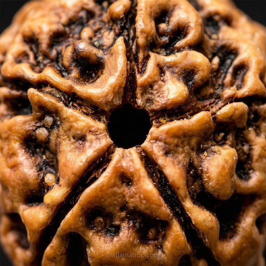 5 Mukhi Rudraksha (Original & Natural)