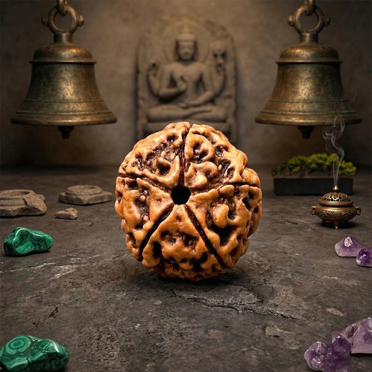 5 Mukhi Rudraksha (Original & Natural)