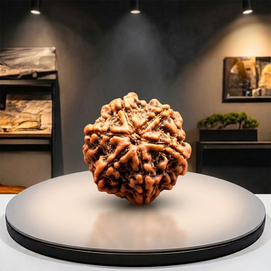 6 Mukhi Rudraksha (Original & Natural)