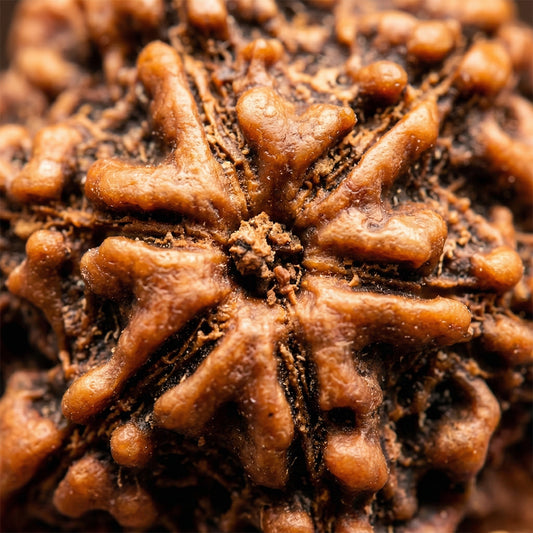 6 Mukhi Rudraksha (Original & Natural)