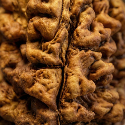 1 Mukhi Rudraksha (Original & Natural)
