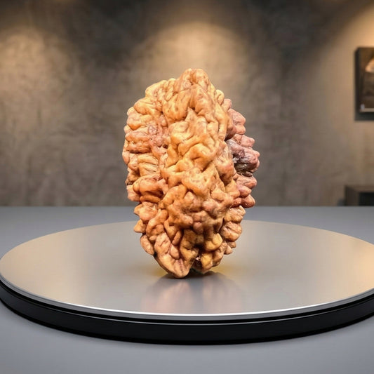 2 Mukhi Rudraksha (Original & Natural)