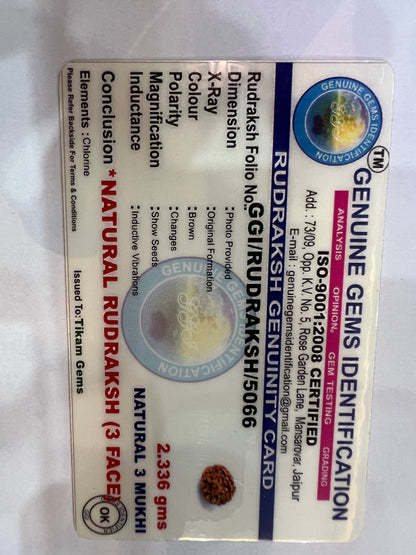 3 Mukhi Rudraksha (Original & Natural)