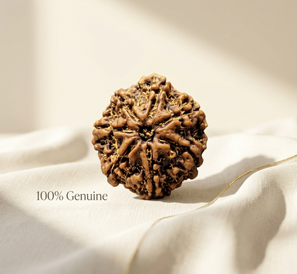 7 Mukhi Rudraksha (Original & Natural)