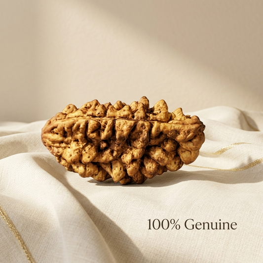 1 Mukhi Rudraksha (Original & Natural)