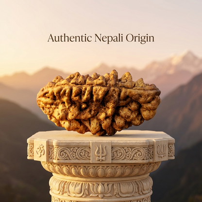 1 Mukhi Rudraksha (Original & Natural)