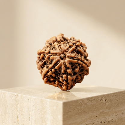 6 Mukhi Rudraksha (Original & Natural)