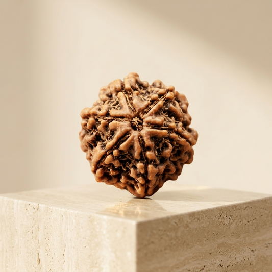 6 Mukhi Rudraksha (Original & Natural)