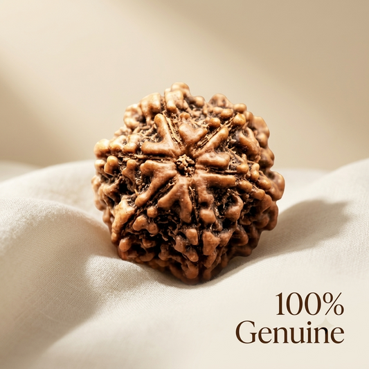 6 Mukhi Rudraksha (Original & Natural)