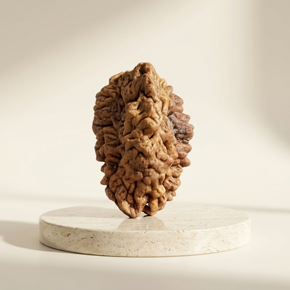 2 Mukhi Rudraksha (Original & Natural)
