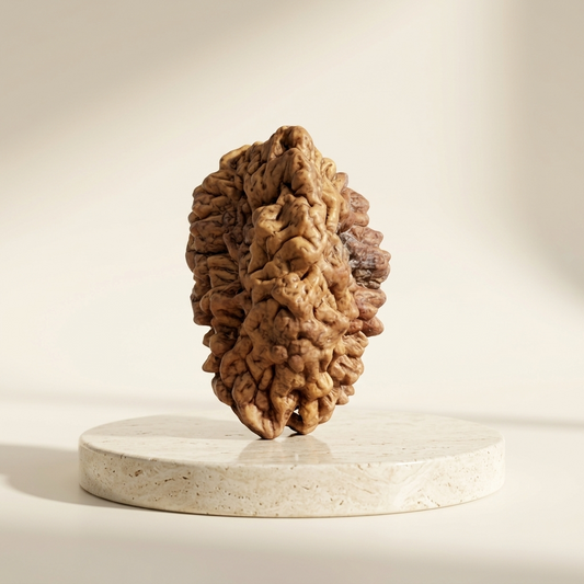 2 Mukhi Rudraksha (Original & Natural)