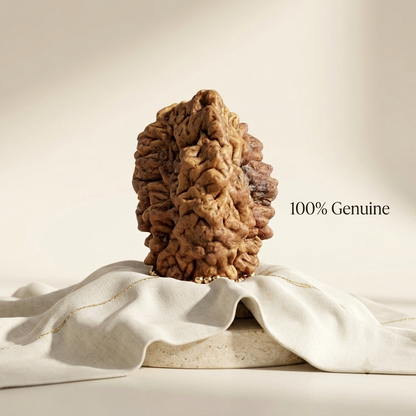 2 Mukhi Rudraksha (Original & Natural)