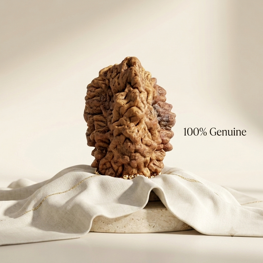 2 Mukhi Rudraksha (Original & Natural)