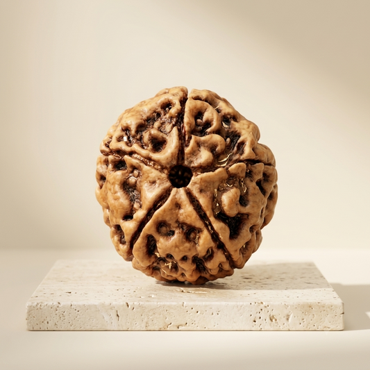 5 Mukhi Rudraksha (Original & Natural)