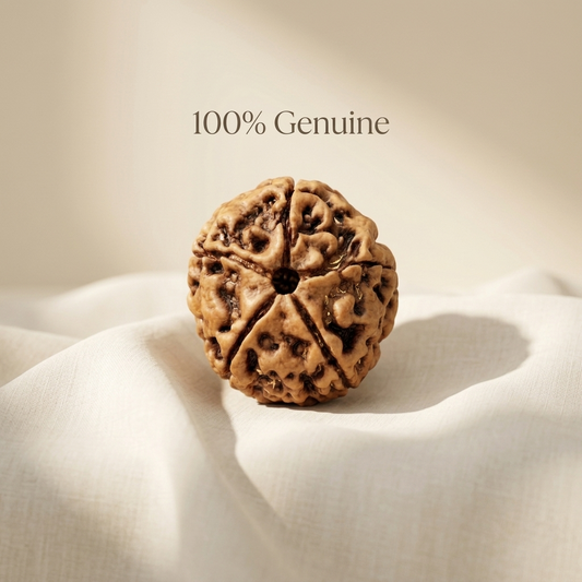 5 Mukhi Rudraksha (Original & Natural)